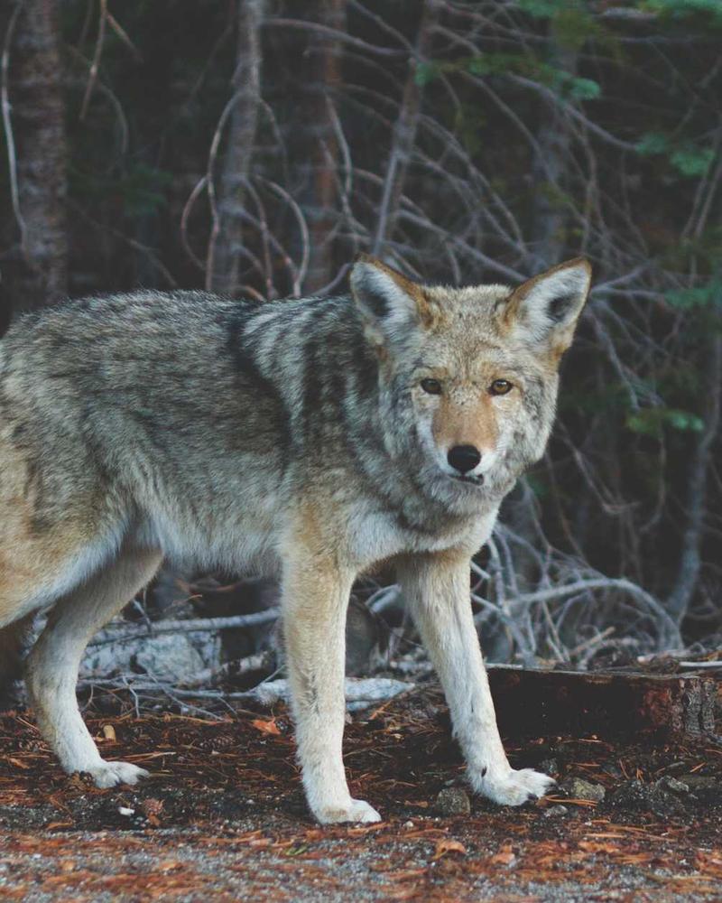Hand-Embroidered Aso-Oke Set